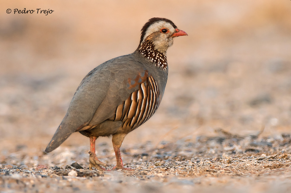 Perdiz moruna (Alectoris barbara)